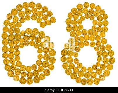 Arabic numeral 68, sixty eight, from yellow flowers of tansy, isolated on white background Stock Photo