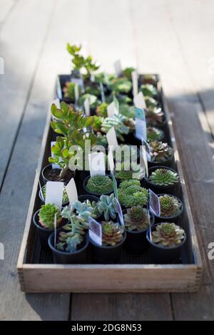 Tiny succulent plants on display in tray in plant nursery Stock Photo