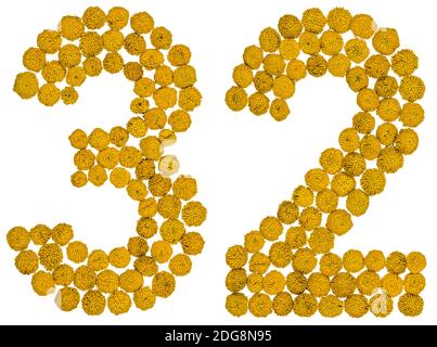 Arabic numeral 32, thirty two, from yellow flowers of tansy, isolated on white background Stock Photo