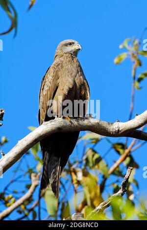 Schwarzmilan, Milvus migrans, Litchfield NP, Nothern Territories, Australien, Stock Photo