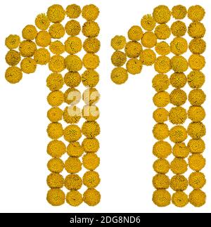 Arabic numeral 11, eleven, from yellow flowers of tansy, isolated on white background Stock Photo