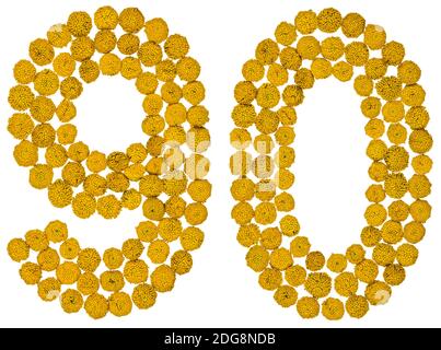 Arabic numeral 90, ninety, from yellow flowers of tansy, isolated on white background Stock Photo