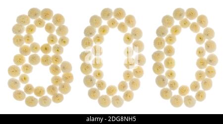 Arabic numeral 800, eight hundred, from cream flowers of chrysanthemum, isolated on white background Stock Photo