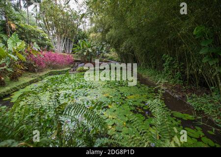 Botanical garden of Balata, Martinique, France Stock Photo