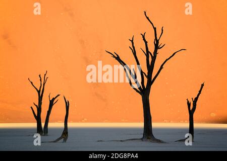 Kameldornbaeume (Acacia erioloba), auch Kameldorn oder Kameldornakazie im letzten Abendlicht,  Namib Naukluft Nationalpark, Deadvlei, Dead Vlei, Sossu Stock Photo