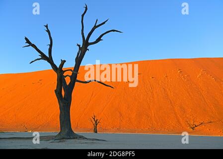 Kameldornbaeume (Acacia erioloba), auch Kameldorn oder Kameldornakazie im letzten Abendlicht,  Namib Naukluft Nationalpark, Deadvlei, Dead Vlei, Sossu Stock Photo