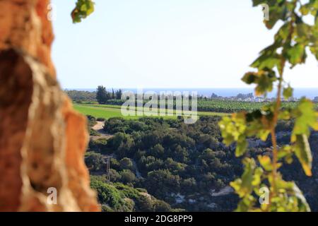 Agricultural farmland with a young banana plantation in Cyprus Stock Photo