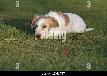 Jack Russell Terrier, wire-haired Stock Photo