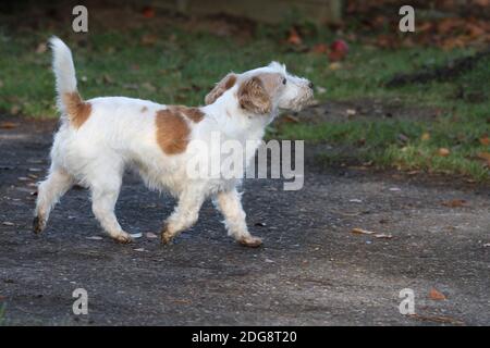 Jack Russell Terrier, wire-haired Stock Photo
