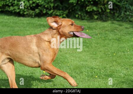 Labrador with frisbee Stock Photo