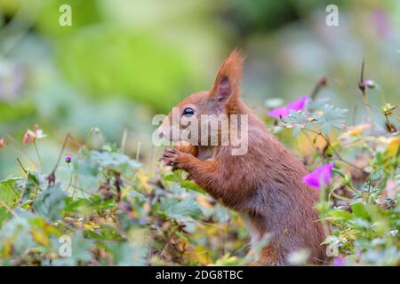 Eurasisches Eichhoernchen, Sciurus vulgaris, Eurasian red squirrel Stock Photo