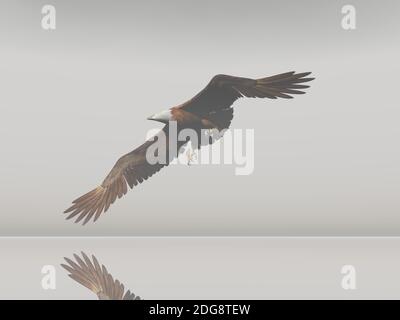 3D rendering of a bald eagle isolated on white background Stock Photo ...