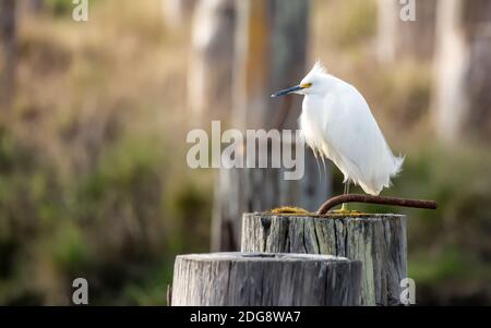 Wild Egret Perched on a Piling, Arcata, California, USA Stock Photo