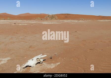 Animal Skull in Desert, Namibia, Africa Stock Photo - Alamy