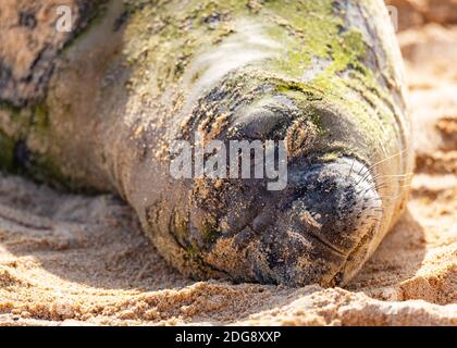 Hawaiian Monk Seal Resting on the Beach Stock Photo