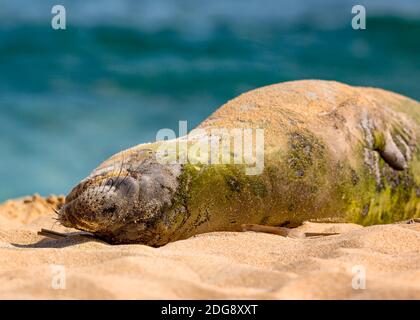 Hawaiian Monk Seal Resting on the Beach Stock Photo