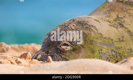 Hawaiian Monk Seal Resting on the Beach Stock Photo