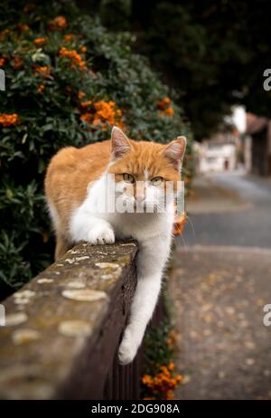 Cat lies on a garden fence and looks at the camera. Stock Photo