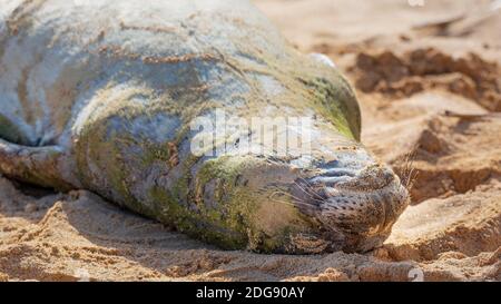 Hawaiian Monk Seal Resting on the Beach Stock Photo