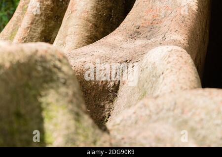 A closeup shot of the oldest tree root surface in Quinta das Lagrimas in Coimbra, Portugal Stock Photo