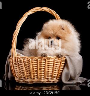 Funny Pomeranian Spitz puppy looking aside while sitting in a wicker basket on a black background. Stock Photo