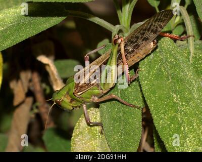 Migratory locust (Locusta migratoria), sitting on the log. Green