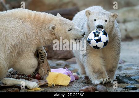 Bremerhaven, Germany. 08th Dec, 2020. Two polar bears playing with a ball. The polar bear twins from the zoo at the seaside in Bremerhaven are one year old. They celebrate with ice cream cake and presents. Credit: Sina Schuldt/dpa/Alamy Live News Stock Photo