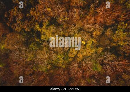 Alsoors, Hungary - Aerial view of dark moody autumn colored forest. Stock Photo