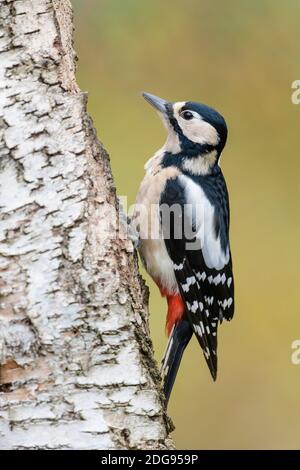Buntspecht Weibchen, Dendrocopos major, Female Great spotted woodpecker Stock Photo