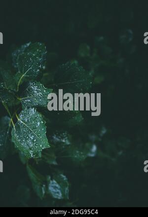 Moody macro nature photography. Green foliage after rain in a dark forest. Stock Photo