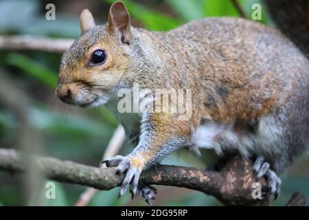 A fluffy Grey Squirrel clings on to a narrow branch in the trees, its little fingers and claws flexing with the effort to hold on. Stock Photo