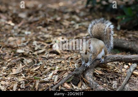 A bushy tailed Grey Squirrel perches on a fallen tree branch amongst the leaf strewn forest floor and gazes towards the camera. Stock Photo