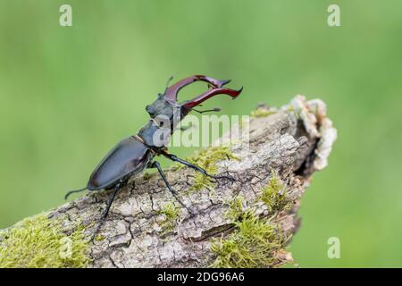 Maennlicher Hirschkaefer, Lucanus cervus, Male Stag beetle Stock Photo