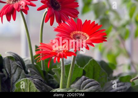 Close up image of red dahlia flowers with vivid colors, red petals, lively green leaves and long stems under natural sunlight Stock Photo