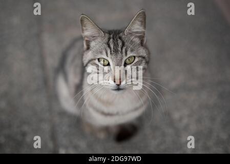turkish silver tabby stray cat looking up at camera Stock Photo