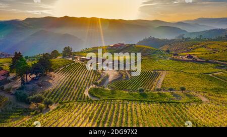 Panoramic photo of vineyard field at sunset Stock Photo