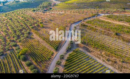 Panoramic photo of vineyard field Stock Photo