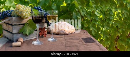 Bunches of red and white grapes and red and white wine in glasses with a brown background between the vines Stock Photo