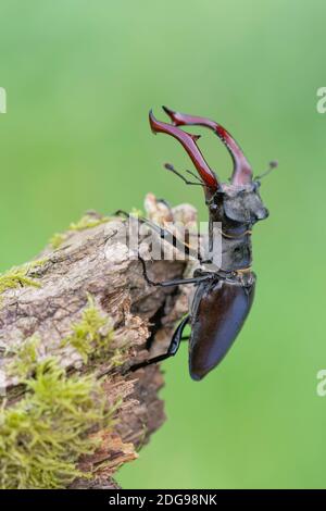 Maennlicher Hirschkaefer, Lucanus cervus, Male Stag beetle Stock Photo