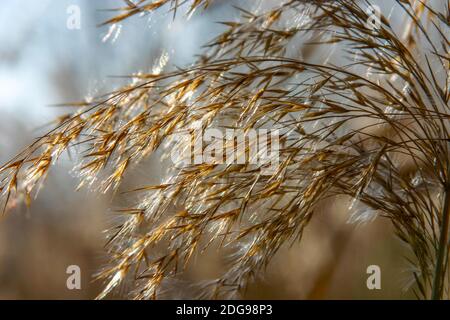 Reed, (Phragmites australis, Phragmites communis) fruiting Stock Photo