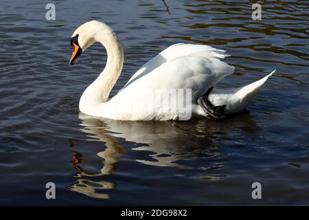 White Swan in side profile on Hemlington Lake in North Yorkshire Stock Photo