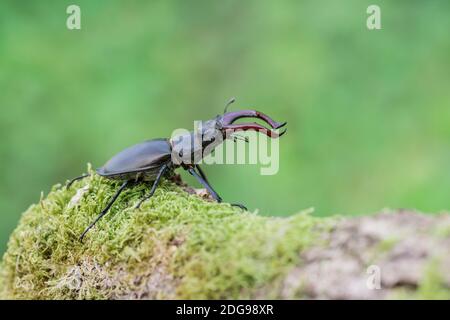 Maennlicher Hirschkaefer, Lucanus cervus, Male Stag beetle Stock Photo