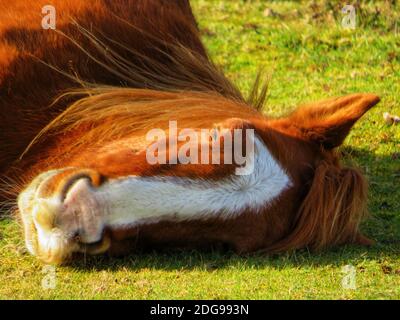 A brown furred wild New Forest horse takes a lie down in bright spring sunlight on a bed of short green grass. Stock Photo
