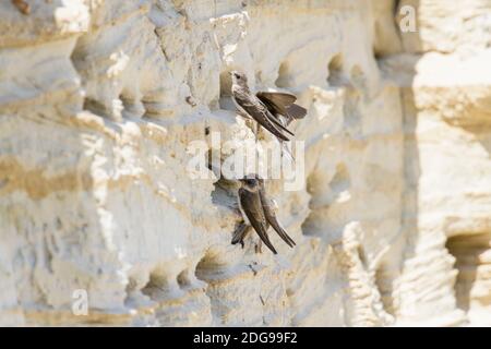 Uferschwalbe, Riparia riparia, European sand martin Stock Photo