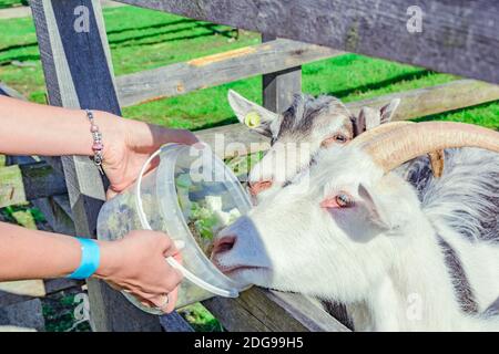 Woman feeding white and grey goats from plastic buckle Stock Photo