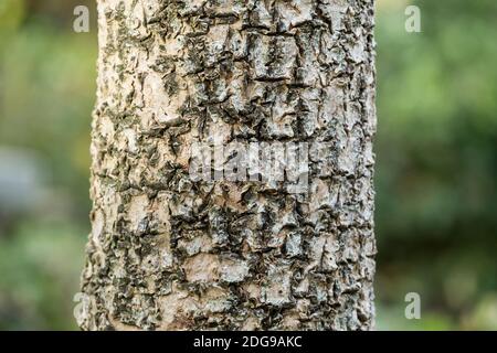 A closeup of the trunk of a Cornish Palm tree - Cordyline australis. Stock Photo