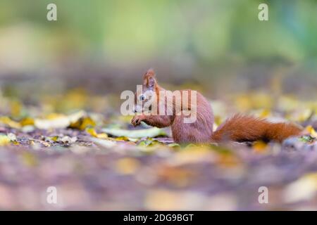 Eurasisches Eichhoernchen, Sciurus vulgaris, Eurasian red squirrel Stock Photo