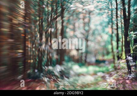 Light shining on tree leaves. Booked Blur Abstract Background. Green leaves Summer Spring Focus Bokeh Background.