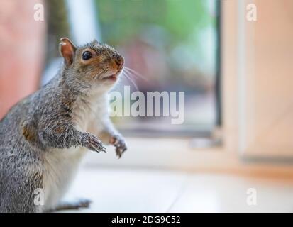 Close up of a wild, but tame, UK grey squirrel (Sciurus carolinensis) isolated indoors, inside kitchen by back door looking up waiting for food! Stock Photo