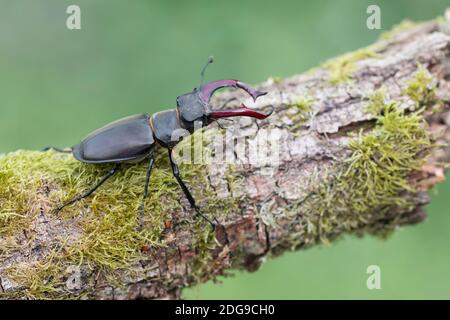 Maennlicher Hirschkaefer, Lucanus cervus, Male Stag beetle Stock Photo